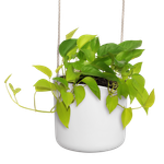 b.for swing 18cm white